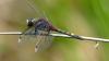 Leucorrhinia pectoralis